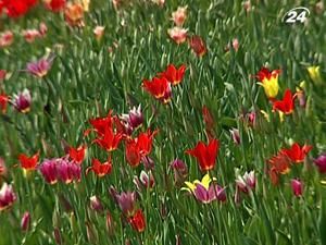 У столиці відкрилася виставка ранніх квітів У столиці відкрилася виставка ранніх квітів