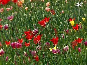 В столице открылась выставка ранних цветов