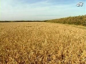 Мінагропрод прогнозує стабільні ціни на зерно на початку сезону