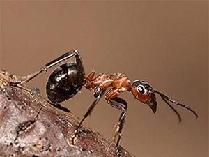 Вчені знайшли мураху-гіганта