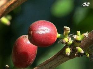 Цены на кофе могут вырасти на 40%