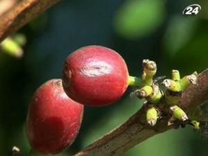 Цены на кофе могут вырасти на 40% Цены на кофе могут вырасти на 40%