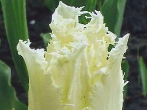 Харьков: Тюльпаны имеют имя экс-премьера Украины Харьков: Тюльпаны имеют имя экс-премьера Украины