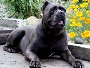 У Петербурзі собаку заарештували за борги господині У Петербурзі собаку заарештували за борги господині