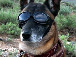 В спецоперации по уничтожению бин Ладена участвовала собака? В спецоперации по уничтожению бин Ладена участвовала собака?