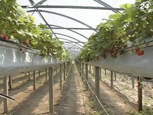 Минэнерго обещает льготные цены на энергоносители для теплиц Минэнерго обещает льготные цены на энергоносители для теплиц