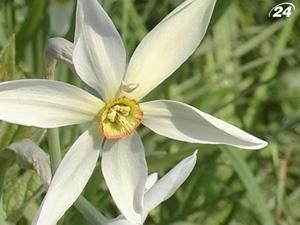 На Закарпатті розцвіла долина нарцисів На Закарпатті розцвіла долина нарцисів