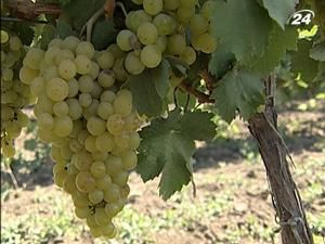 Площа українських виноградників зростатиме на 10% щороку