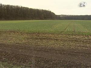 Озимые погибли на 1,5% засеянных площадей