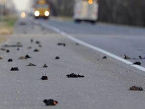 В Италии перевернулся автобус, ранены 12 человек В Италии перевернулся автобус, ранены 12 человек