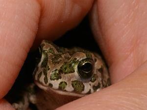 Немца оштрафовали на 1,5 тысячи евро за убийство соседской лягушки Немца оштрафовали на 1,5 тысячи евро за убийство соседской лягушки