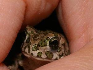 Немца оштрафовали на 1,5 тысячи евро за убийство соседской лягушки