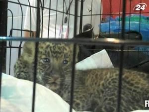 У аеропорту Бангкока затримали пасажира з тваринами у багажі У аеропорту Бангкока затримали пасажира з тваринами у багажі