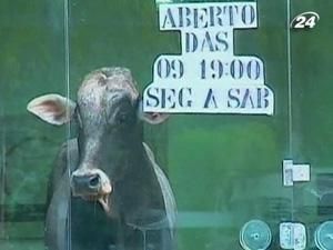В Бразилии посетителем магазина стал бык В Бразилии посетителем магазина стал бык
