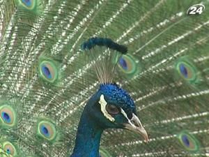 За порядком на одній із вулиць Сімферополя стежать павичі За порядком на одній із вулиць Сімферополя стежать павичі