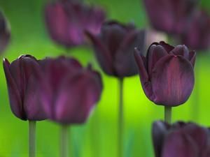 15 травня. День в історії - 15 травня 2011 - Телеканал новин 24 15 травня. День в історії - 15 травня 2011 - Телеканал новин 24