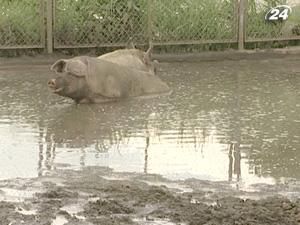 Поголів'я свиней скорочується