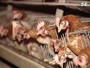 Українська курятина може експортуватися до ЄС Українська курятина може експортуватися до ЄС