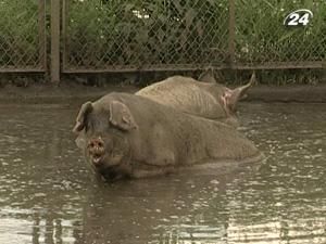 Личные хозяйства уменьшают поголовье свиней Личные хозяйства уменьшают поголовье свиней
