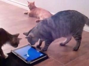 Friskies розробив серію iPad-ігор для котів (ВІДЕО) Friskies розробив серію iPad-ігор для котів (ВІДЕО)