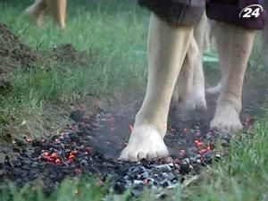 В Ужгороді відновлюють традицію ходіння по вугіллю. В Ужгороді відновлюють традицію ходіння по вугіллю.