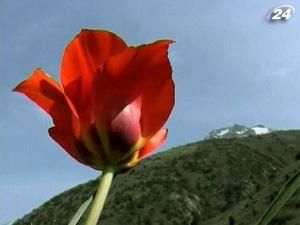 В Казахстане до сих пор находят новые виды тюльпанов