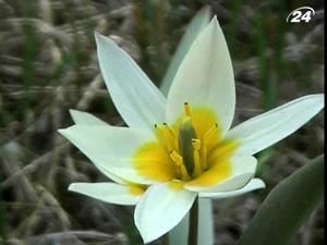 В Казахстане растет около 30 видов тюльпанов