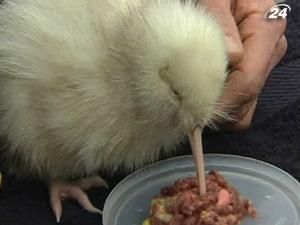 У Новій Зеландії у заповіднику з’явилась біла пташка ківі У Новій Зеландії у заповіднику з’явилась біла пташка ківі