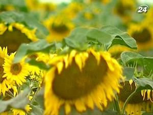 Украина хочет увеличить производство мяса, молока и масла Украина хочет увеличить производство мяса, молока и масла