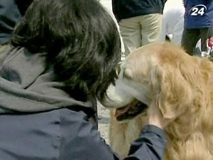 В Японии спасают домашних любимцев, переживших землетрясение В Японии спасают домашних любимцев, переживших землетрясение