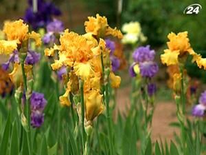 У Нікітському ботанічному саду розквітли іриси