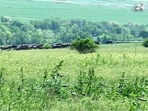 Одещину тероризують вовки Одещину тероризують вовки