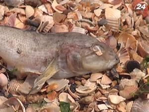 В Мариуполе выявлены случаи поражения холерой В Мариуполе выявлены случаи поражения холерой