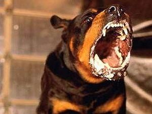 Собакам у Херсоні не можна гавкати з 22 до 8 ранку Собакам у Херсоні не можна гавкати з 22 до 8 ранку