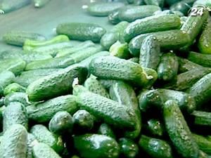 Німецька влада: Іспанські огірки не містили кишкову паличку Німецька влада: Іспанські огірки не містили кишкову паличку