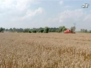 Кабмин снизил прогноз экспорта зерна до 15-18 млн. тонн Кабмин снизил прогноз экспорта зерна до 15-18 млн. тонн