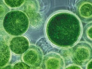 Вчені розшифрували геном кишкової палички E.coli 