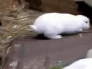 Японія: в районі "Фукусіма-1" народився безвухий кролик Японія: в районі "Фукусіма-1" народився безвухий кролик