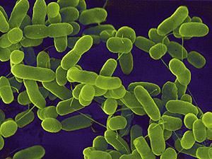 Штамом кишкової бактерії E.coli заразились вже більше 1700 людей у Німеччині Штамом кишкової бактерії E.coli заразились вже більше 1700 людей у Німеччині