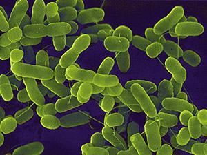 Штамом кишкової бактерії E.coli заразились вже більше 1700 людей у Німеччині