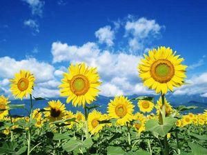 Завтра буде сухо та спекотно Завтра буде сухо та спекотно