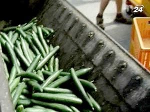 Німецькі виробники знищують вирощені власноруч огірки та помідори