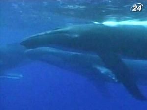 Популяція китів та їх видове розмаїття відновлюються