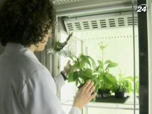 Італійські вчені працюють над створенням штучного листя Італійські вчені працюють над створенням штучного листя