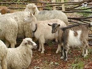 На Закарпатті влаштували проводи вівчарам