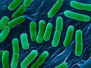 У Польщі виявили перший випадок на зараження бактерією E.coli