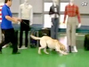 Клонування спец-собак допоможе ефективніше шукати наркотики Клонування спец-собак допоможе ефективніше шукати наркотики