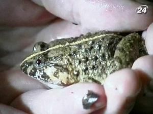 Ученые: С помощью лягушек можно лечить рак Ученые: С помощью лягушек можно лечить рак