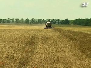 Експорт пшениці з України зросте в 2,2 рази