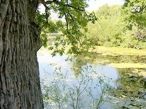 В Украине охраняют лишь 2 тысячелетних дерева из 40 старейшин В Украине охраняют лишь 2 тысячелетних дерева из 40 старейшин